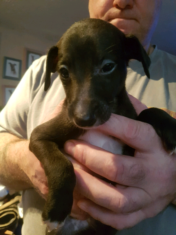 whippet puppies gumtree